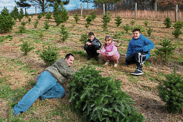 5683707_web1_gtr-christmastrees003-120322
