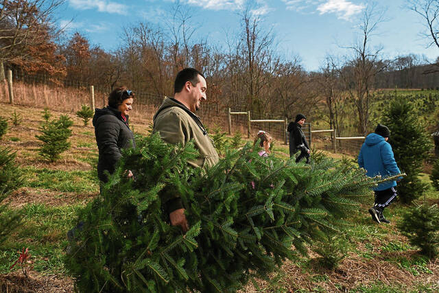 5683707_web1_gtr-christmastrees004-120322