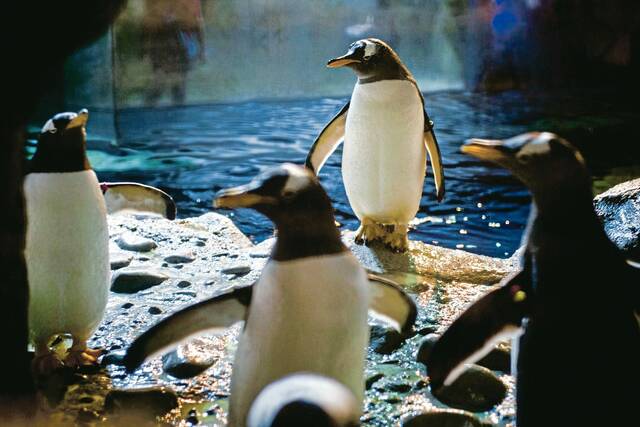 5728137_web1_ptr-penguins-100418