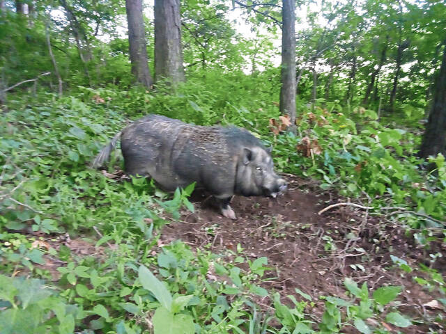 5754603_web1_gtr-PigAdventures-072722