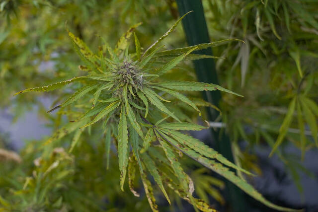 5767257_web1_5767257-2f1a7b49e9e843c8a3730501eb10a632