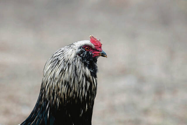 5761345_web1_gtr-EggPrices004-010223
