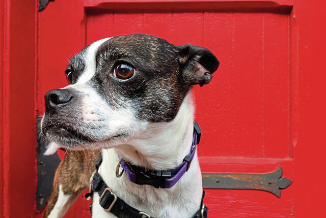 5786278_web1_web-dog