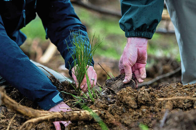 5818194_web1_GTR-Flight93Trees4-042719