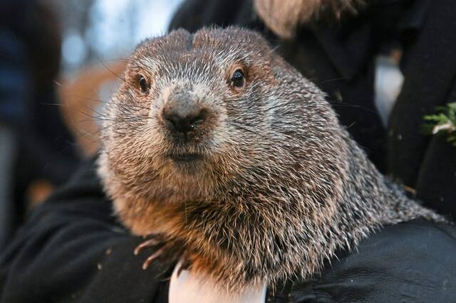 5836571_web1_ptr-PunxsutawneyPhilHOF--012123-2