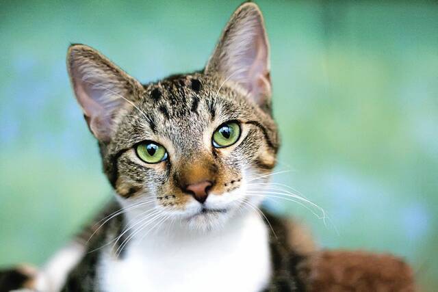 5836723_web1_web-cat20201214_0000