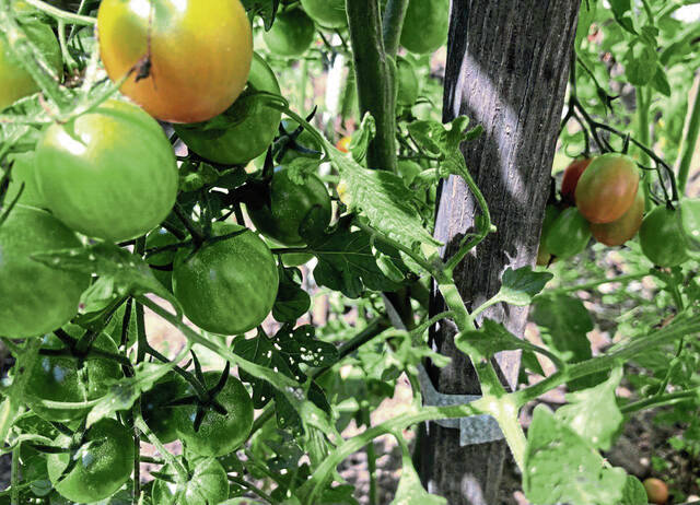 5860274_web1_gtr-fallgardening4-082921