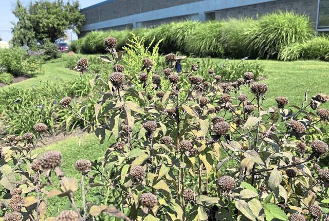 5860274_web1_gtr-fallgardening5-082921