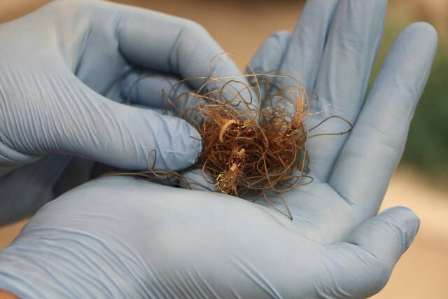 5870696_web1_5870696-430e27b93a0d47b0a6b6be198be14d6d