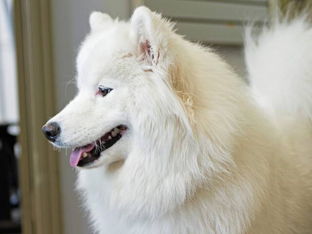 5884441_web1_hj-dogbone-021623-2