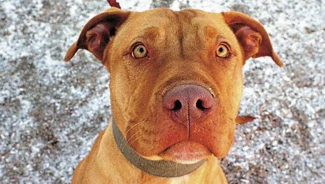 5884685_web1_gtr-Dognapped