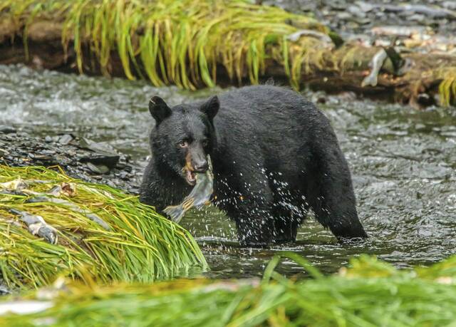 5915862_web1_web-Black-Bear-sa-file