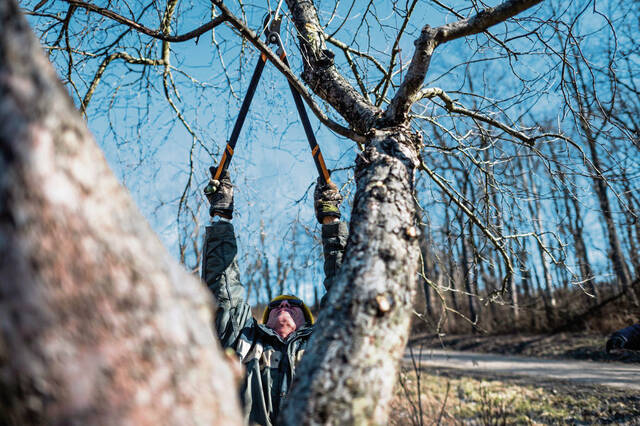 5917493_web1_gtr-lo-treepruning1-021923