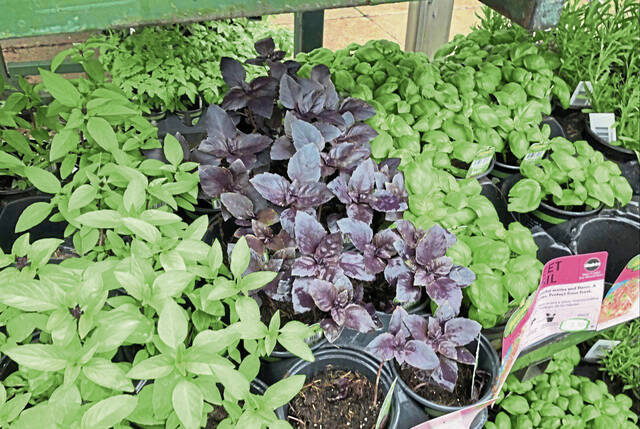 5931959_web1_gtr-containergardens5