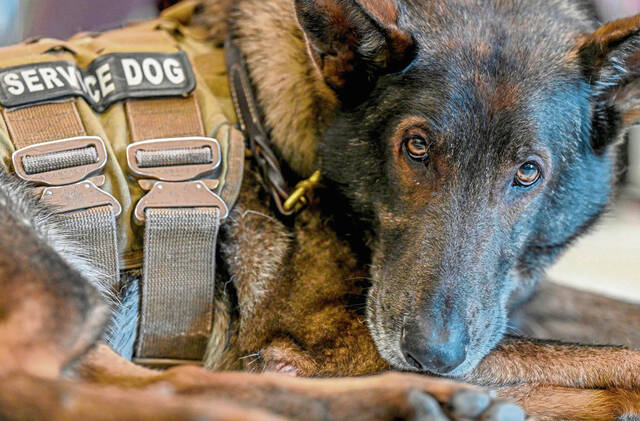 5844041_web1_vnd-servicedogfundraiser1-030223