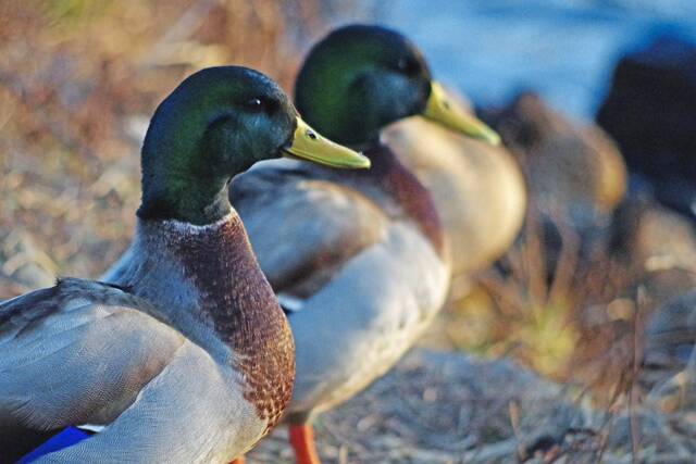 5903706_web1_gtr-OutMallards-031520