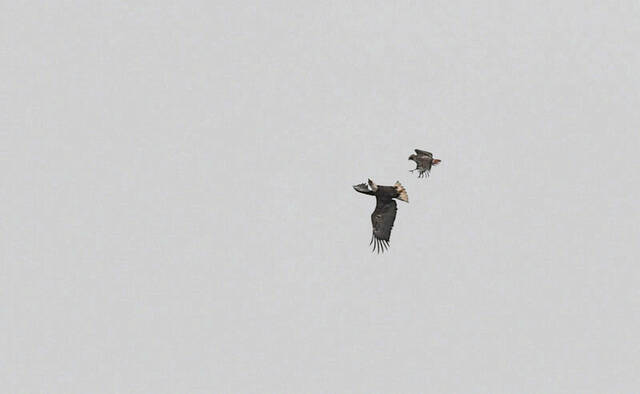 5917522_web1_VND-CarsonDDTeagles10-022023