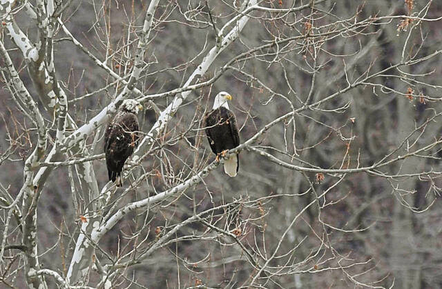 5917522_web1_VND-CarsonDDTeagles11-022023