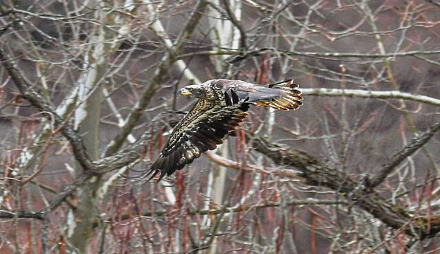 5917522_web1_VND-CarsonDDTeagles16-022023