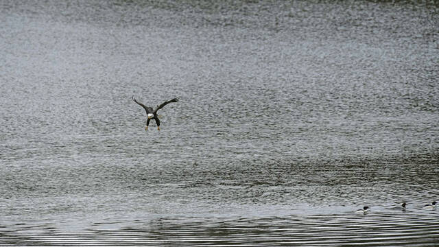 5917522_web1_VND-CarsonDDTeagles4-022023