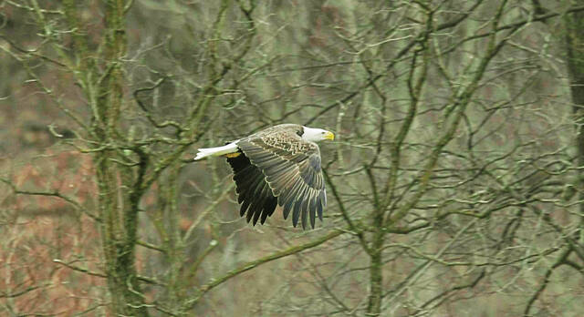 5917522_web1_VND-CarsonDDTeagles7-022023