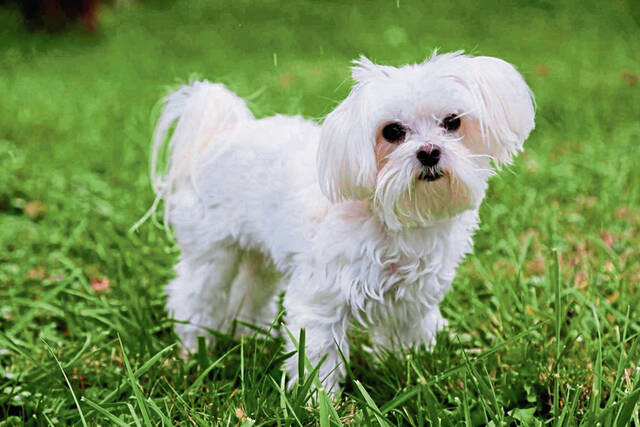 5952554_web1_pal-dogwalk-030923-1