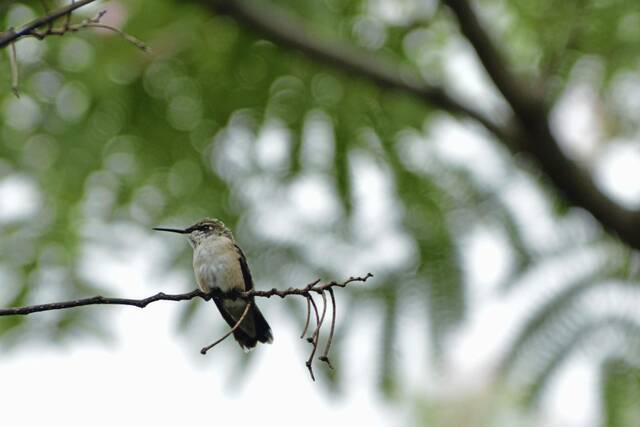 5957996_web1_gtr-audubongrant2-030823