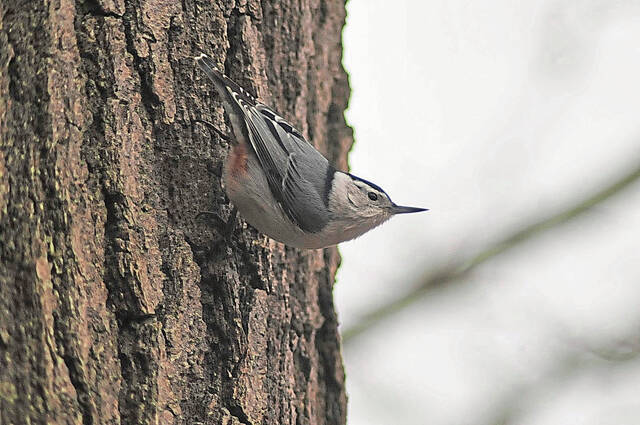 5957996_web1_pcj-lo-birdcount3-011019