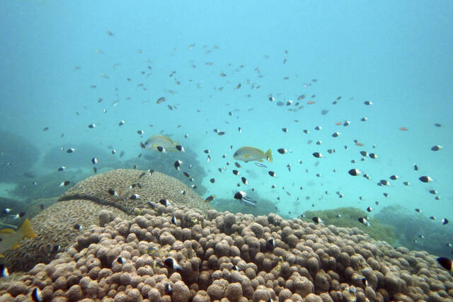 5973294_web1_5973294-60910649802040ac890edfc36d4e712a