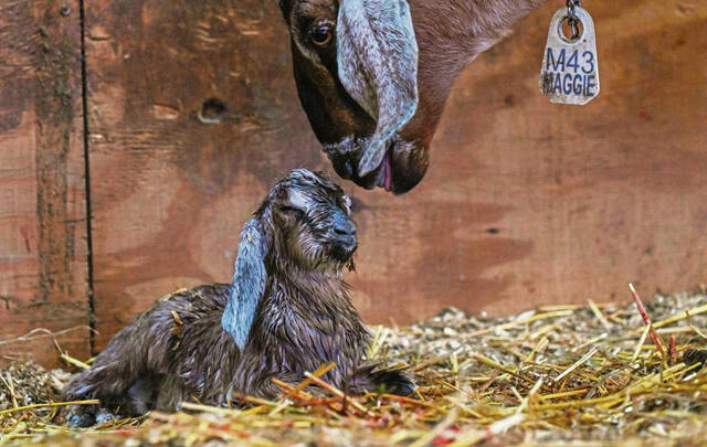 5997834_web1_vnd-goatrodeo4-032323