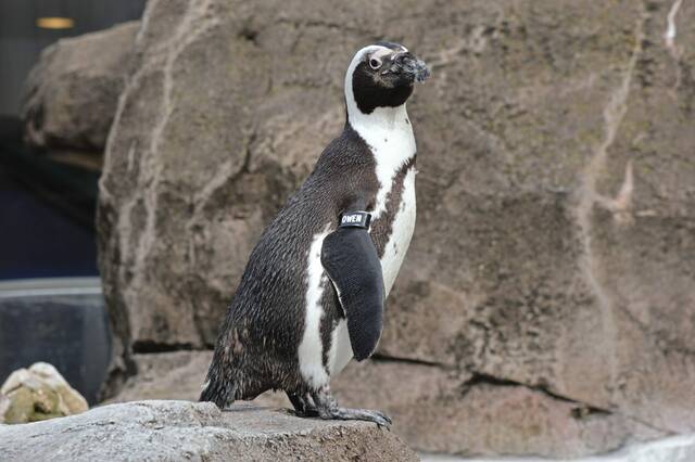 6004352_web1_PTR-FiveThings-Penguins