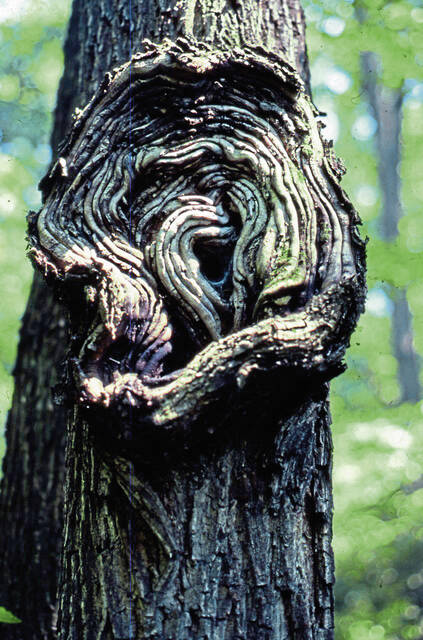 6006759_web1_walnut-nectria-canker