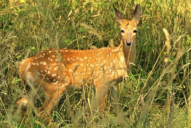 6037731_web1_nj-RossDeerHunt-092420