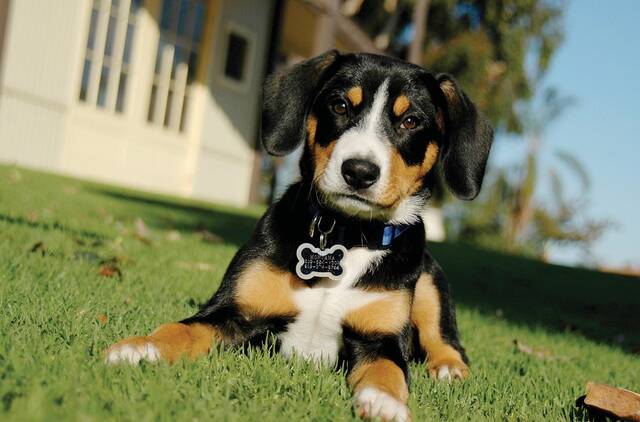 6041577_web1_web-puppy