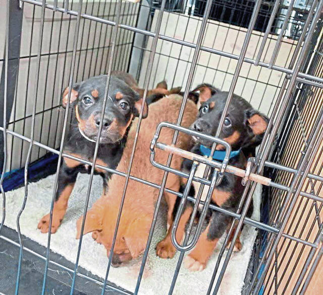 6071960_web1_vnd-TexasPuppies-031222