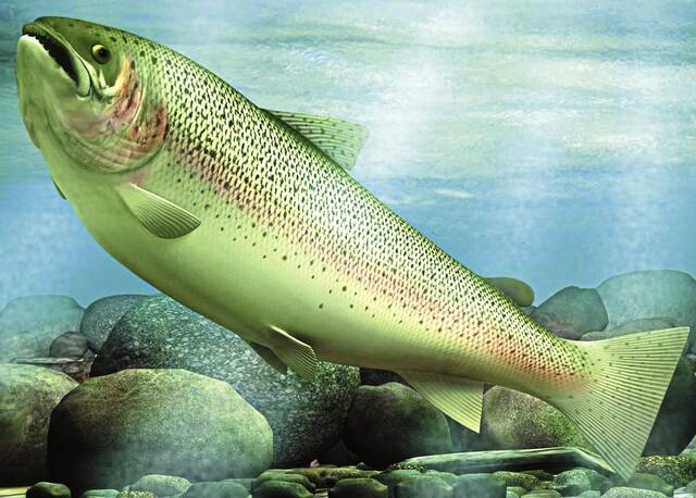 6075048_web1_Trout