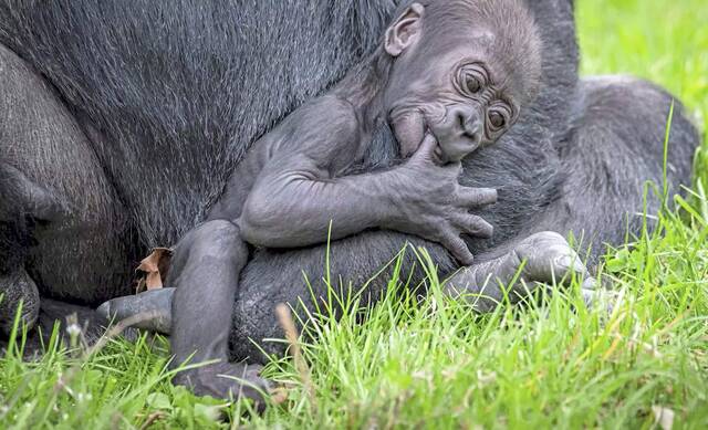 6079146_web1_ptr-babyGorilla-040823