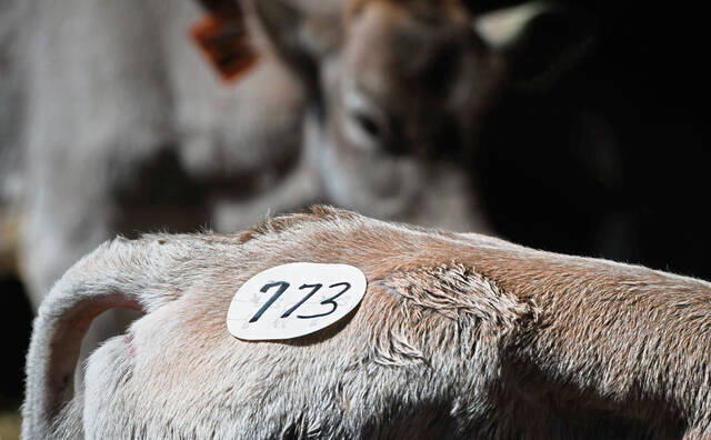 6090454_web1_gtr-SwissCattleAuction005-041423