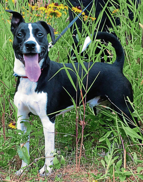 6108629_web1_vnd-hhdogpark-041923