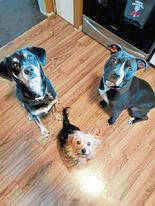 6108629_web1_vnd-hhdogpark2-041923