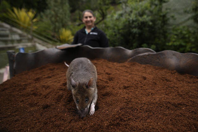 6111815_web1_6111815-9f78591561154a429b58db80daa9a182