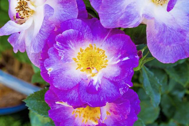 6121939_web1_gtr-pansies-042123
