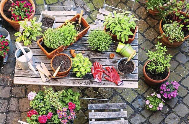 6132634_web1_Potted-plants