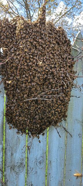 6120939_web1_gtr-BeeSwarmsHemp3-022623