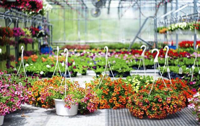 6143182_web1_Hanging-Basket