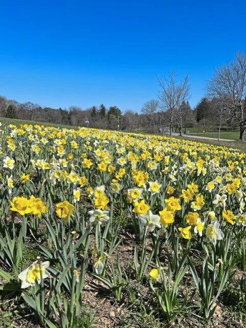 6163474_web1_SEW-Daffodils3-051123