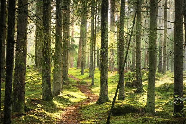 6171036_web1_web-ForestWoods