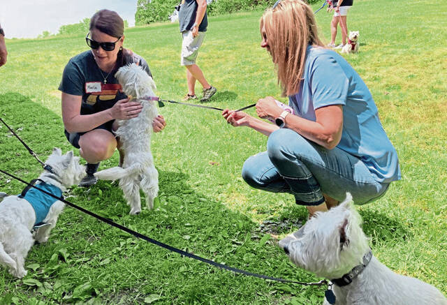 6172218_web1_WestieWalk2--2-