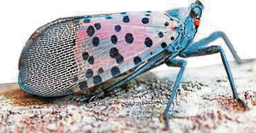 6177602_web1_Lanternfly1