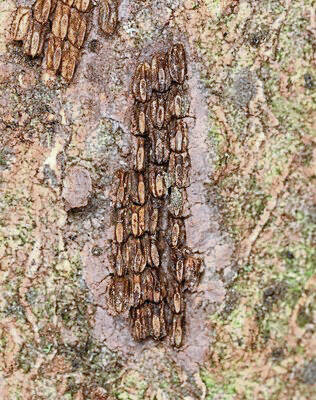 6178857_web1_vnd-Lanternfly4-051023